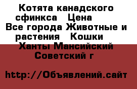Котята канадского сфинкса › Цена ­ 15 - Все города Животные и растения » Кошки   . Ханты-Мансийский,Советский г.